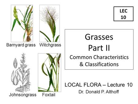 LEC 10 LOCAL FLORA – Lecture 10 Dr. Donald P. Althoff Grasses Part II Common Characteristics & Classifications Barnyard grass Witchgrass Johnsongrass Foxtail.