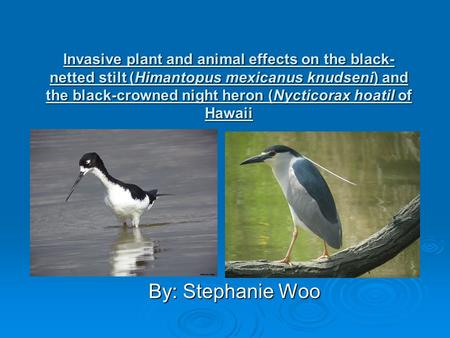 Invasive plant and animal effects on the black- netted stilt (Himantopus mexicanus knudseni) and the black-crowned night heron (Nycticorax hoatil of Hawaii.