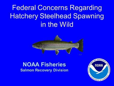 Federal Concerns Regarding Hatchery Steelhead Spawning in the Wild NOAA Fisheries Salmon Recovery Division.