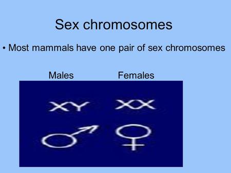 Most mammals have one pair of sex chromosomes Males Females