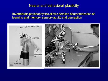 Invertebrate psychophysics allows detailed characterization of learning and memory, sensory acuity and perception Neural and behavioral plasticity.