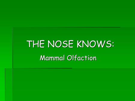THE NOSE KNOWS: Mammal Olfaction Mammal Olfaction.