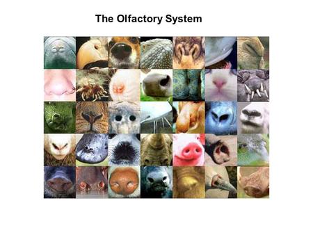 The Olfactory System. Olfactory System Chemical sensing system with receptor organs in the nasal passages Receptors synapse directly into the brain; heavy.