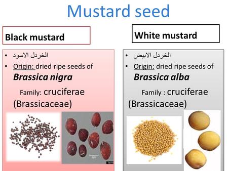 Mustard seed White mustard Black mustard الخردل الاسود