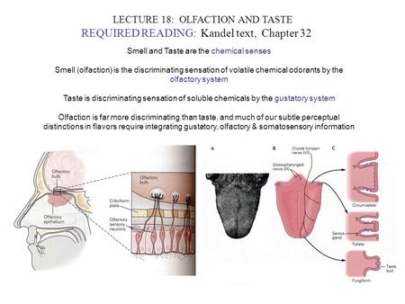 LECTURE 18: OLFACTION AND TASTE REQUIRED READING: Kandel text, Chapter 32 Smell and Taste are the chemical senses Smell (olfaction) is the discriminating.