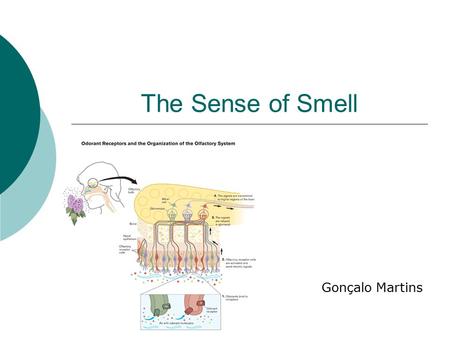 The Sense of Smell Gonçalo Martins.