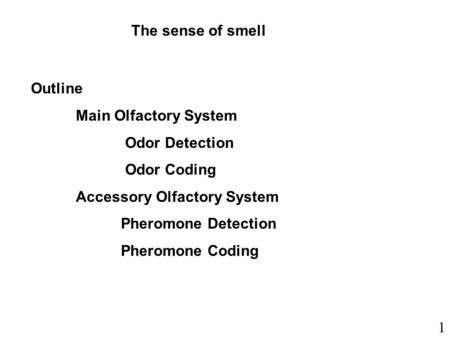 The sense of smell Outline Main Olfactory System Odor Detection Odor Coding Accessory Olfactory System Pheromone Detection Pheromone Coding 1.