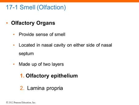 © 2012 Pearson Education, Inc. 17-1 Smell (Olfaction) Olfactory Organs Provide sense of smell Located in nasal cavity on either side of nasal septum Made.