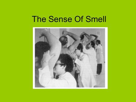 The Sense Of Smell.