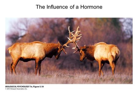The Influence of a Hormone. Hormones Have Many Actions in the Body Hormones are chemicals, secreted by one cell group, that travel through the bloodstream.