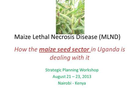 Maize Lethal Necrosis Disease (MLND) Strategic Planning Workshop August 21 – 23, 2013 Nairobi - Kenya How the maize seed sector in Uganda is dealing with.