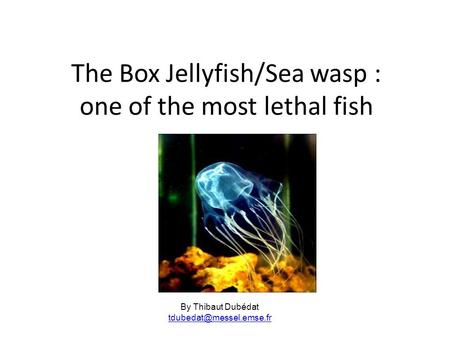 The Box Jellyfish/Sea wasp : one of the most lethal fish By Thibaut Dubédat