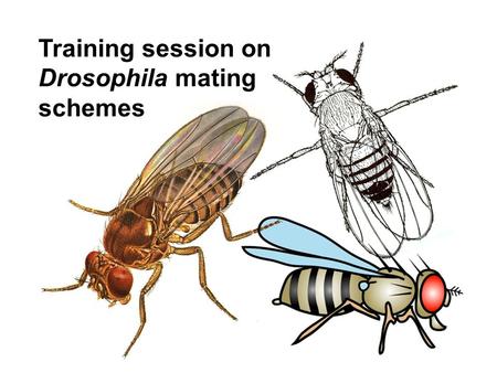 Training session on Drosophila mating schemes