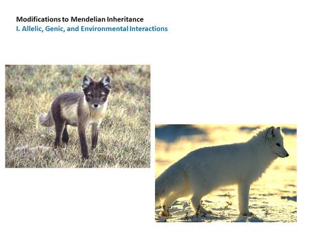 Modifications to Mendelian Inheritance I. Allelic, Genic, and Environmental Interactions.