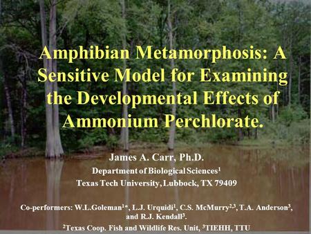 Amphibian Metamorphosis: A Sensitive Model for Examining the Developmental Effects of Ammonium Perchlorate. James A. Carr, Ph.D. Department of Biological.