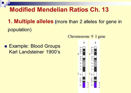 1. Multiple alleles (more than 2 alleles for gene in population) Example: Blood Groups Karl Landsteiner 1900’s Chromosome 9 I gene Modified Mendelian Ratios.