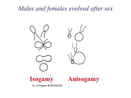 Males and females evolved after sex IsogamyAnisogamy.