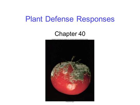Plant Defense Responses Chapter 40. 2 Physical Defenses Winds can uproot a tree, or snap the main shoot of a small plant -Axillary buds give plants a.