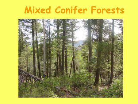 Mixed Conifer Forests. * ~8,000-10,000 ft elevation * 25-30 inches of precipitation/annually * very complex and heterogeneous in structure, composition,