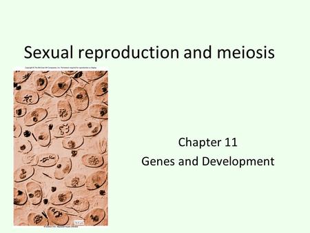 Sexual reproduction and meiosis