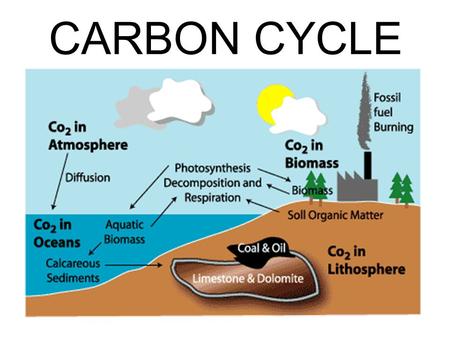 CARBON CYCLE                                                                                                                                    