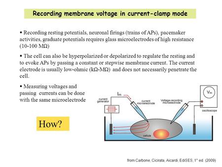 Recording membrane voltage in current-clamp mode from Carbone, Cicirata, Aicardi, EdiSES, 1° ed. (2009)  Recording resting potentials, neuronal firings.