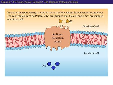 In active transport, energy is used to move a solute against its concentration gradient. For each molecule of ATP used, 2 K + are pumped into the cell.