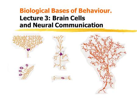 Biological Bases of Behaviour. Lecture 3: Brain Cells
