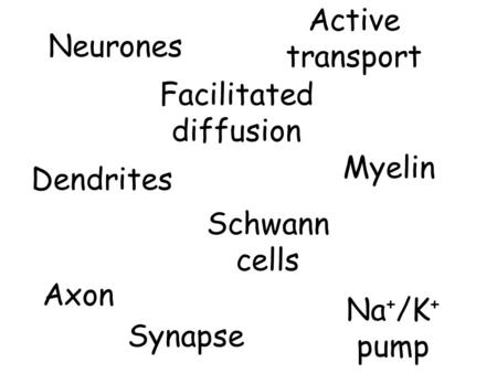 Neurones Dendrites Axon Facilitated diffusion Schwann cells Active transport Myelin Na + /K + pump Synapse.