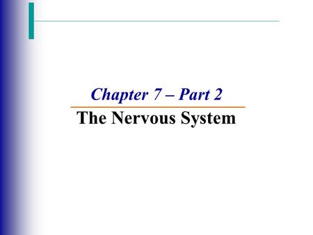 Chapter 7 – Part 2 The Nervous System