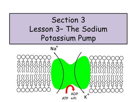 Section 3 Lesson 3– The Sodium Potassium Pump. Active Transport Active transport requires energy and allows movement against a concentration gradient.
