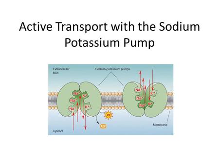 Active Transport with the Sodium Potassium Pump. Review Amphipathic molecules: – Hydrophobic region and hydrophilic region Example: Phospholipids and.