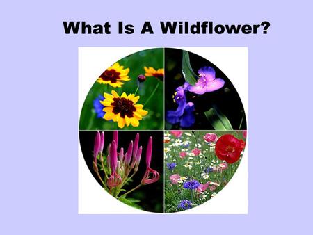 What Is A Wildflower?. Those that grow in the wild or on their own, without cultivation, are called wildflowers.