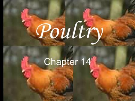 Poultry Chapter 14. Poultry Includes any domesticated bird. Chicken, turkey and duck are the most common.