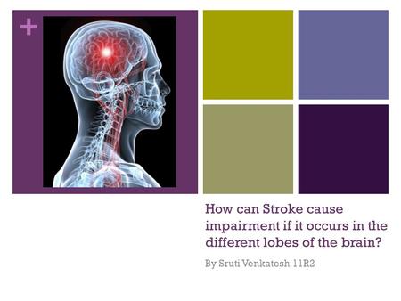 + How can Stroke cause impairment if it occurs in the different lobes of the brain? By Sruti Venkatesh 11R2.