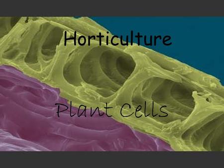 Horticulture Plant Cells. Cell Wall ONLY IN PLANT CELLS Protection and support Rigid and stiff: Made of Cellulose Permeable (allows substances to pass.