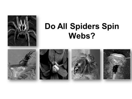 Do All Spiders Spin Webs?. 7Which sentence explains why crab spiders live on flowers? Ο A. Crab spiders wait for insects to come to the flowers. Ο B.