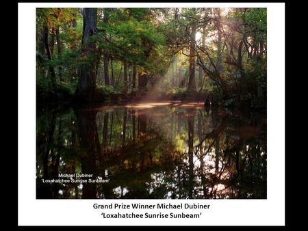 Grand Prize Winner Michael Dubiner ‘Loxahatchee Sunrise Sunbeam’