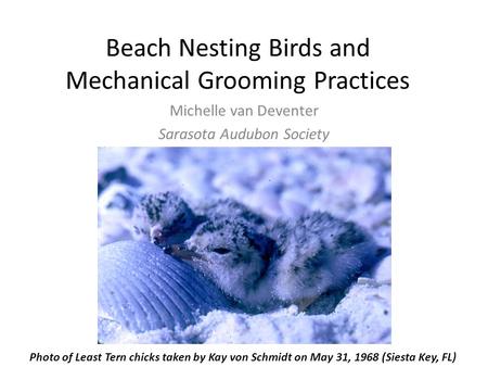 Beach Nesting Birds and Mechanical Grooming Practices Michelle van Deventer Sarasota Audubon Society Photo of Least Tern chicks taken by Kay von Schmidt.