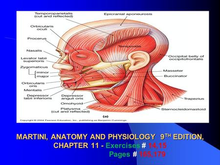 THE AXIAL MUSCLES MARTINI, ANATOMY AND PHYSIOLOGY 9TH EDITION, CHAPTER 11 - Exercises # 14,15 Pages # 165,179.