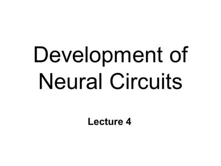 Development of Neural Circuits Lecture 4. Stages of Cellular Activity n 6 distinct stages 1. Neurogenesis 2. Cell migration 3. Differentiation 4. Synaptogenesis.