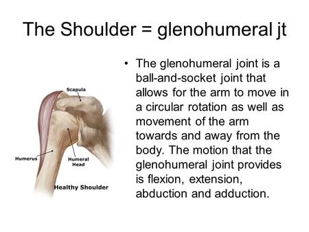 The Shoulder = glenohumeral jt
