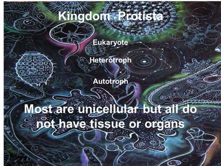 Kingdom Protista Eukaryote Heterotroph Autotroph Most are unicellular but all do not have tissue or organs.
