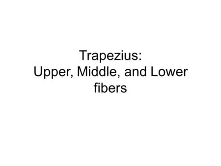 Trapezius: Upper, Middle, and Lower fibers