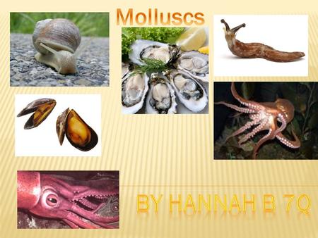The word snail is a common name for almost all members of the molluscan class Gastropoda that have coiled shells in the adult stage. When the word snail.