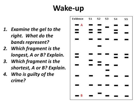 Wake-up 1.Examine the gel to the right. What do the bands represent? 2.Which fragment is the longest, A or B? Explain. 3.Which fragment is the shortest,