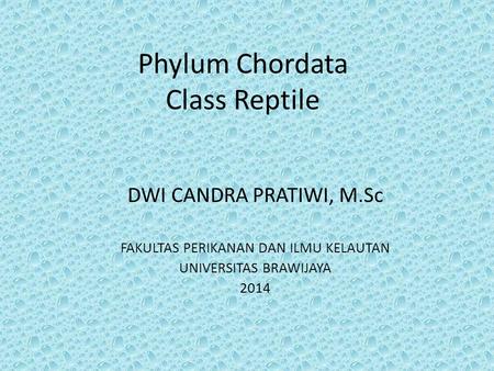 Phylum Chordata Class Reptile DWI CANDRA PRATIWI, M.Sc FAKULTAS PERIKANAN DAN ILMU KELAUTAN UNIVERSITAS BRAWIJAYA 2014.