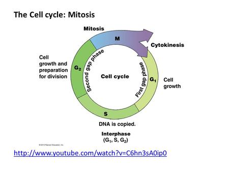 The Cell cycle: Mitosis