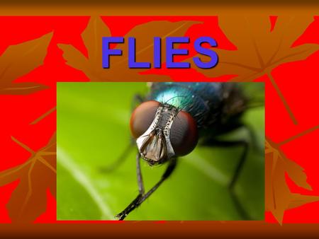 FLIES. WHAT ARE FLIES? True flies are insects of the order Diptera,possessing a single pair of wings on the mesothorax and a pair of halteres, derived.