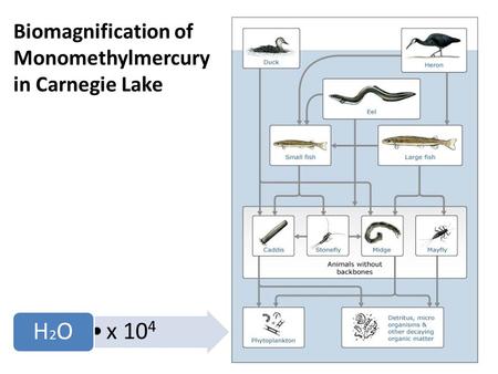 Biomagnification of Monomethylmercury in Carnegie Lake x 10 4 H2OH2O.